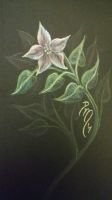 Starflower